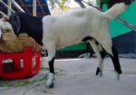 একটি বকরি ছাগলের বাচ্চা বিক্রয় করা হবে।