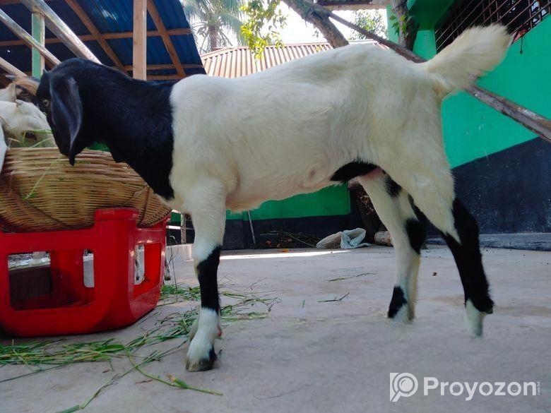 একটি বকরি ছাগলের বাচ্চা বিক্রয় করা হবে।