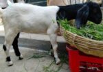 একটি বকরি ছাগলের বাচ্চা বিক্রয় করা হবে।