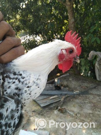 ফ্যাওমী মুরগি