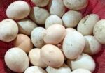 বীজ ডিম