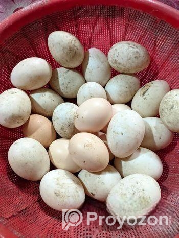 বীজ ডিম