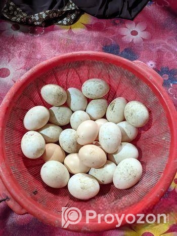 বীজ ডিম