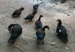 চিনা হাস