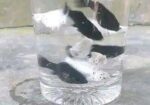 Molly fish