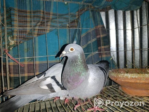 কবুতর