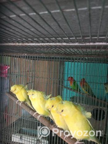 Lutino Jp