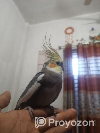 Cocatel Male