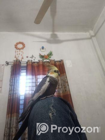 Cocatel Male