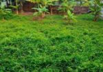 শীঘ্রই বিক্রয়ঃ গাজীপুরের উন্নয়নশীল শিল্পাঞ্চলে বাড়িসহ ১০ কাঠা জম