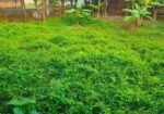 শীঘ্রই বিক্রয়ঃ গাজীপুরের উন্নয়নশীল শিল্পাঞ্চলে বাড়িসহ ১০ কাঠা জম
