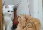 Persian Mixed Adult Female