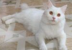 Persian Mixed Adult Female