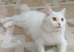 Persian Mixed Adult Female