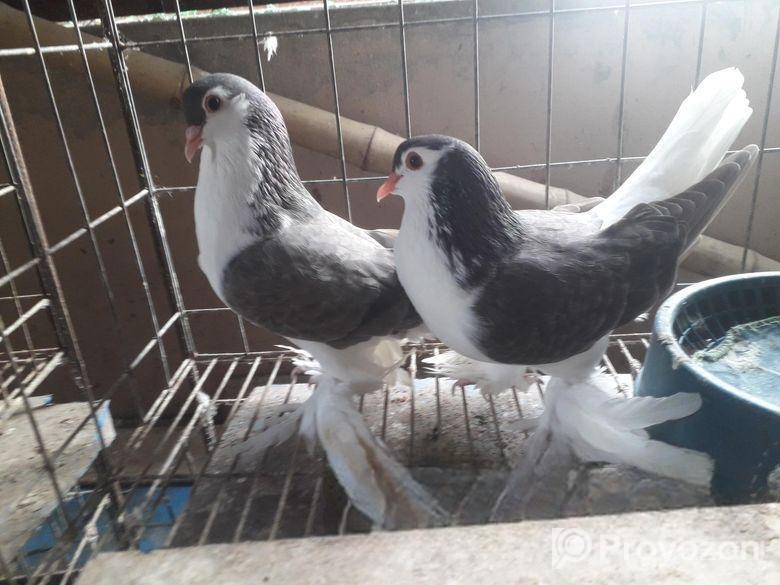 লাহরি রানিং পেয়ার
