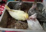 কোকাটাইল হ্যান্ডফিড বেবি বিক্রয়.