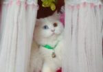 Cat sell