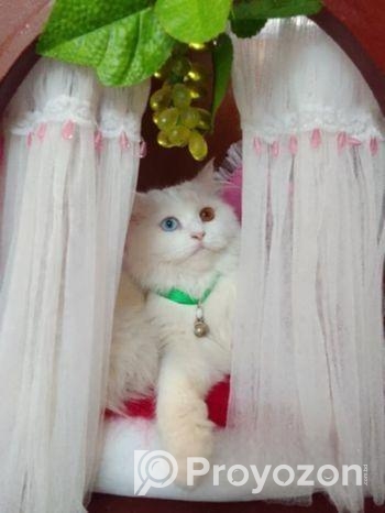Cat sell