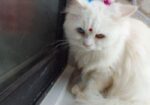Cat sell