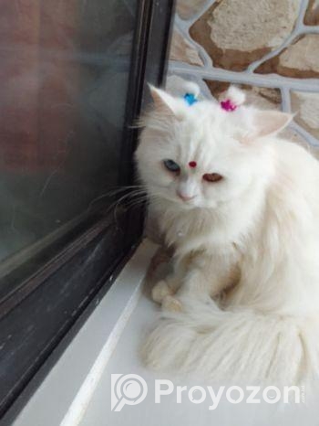 Cat sell
