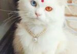 Cat sell