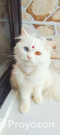 Cat sell
