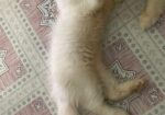 Persian Cat Good Quality