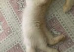 Persian Cat Good Quality