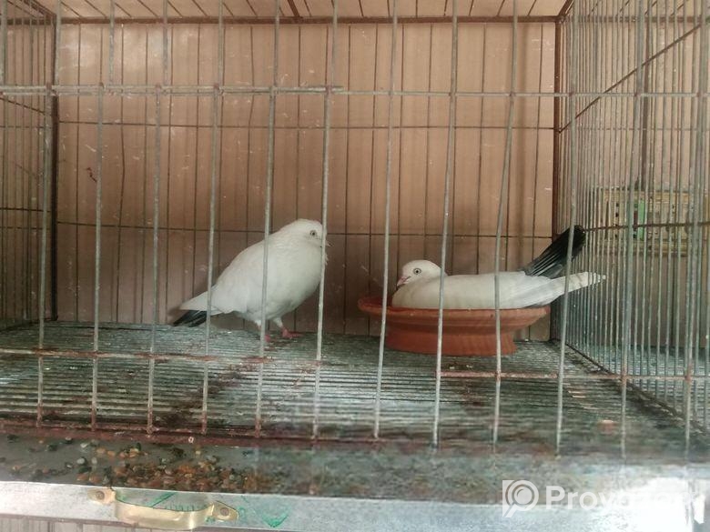 বেনারশি কালদম