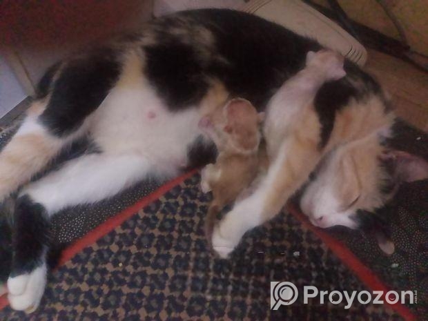 Cat for sale