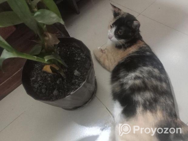 Cat for sale