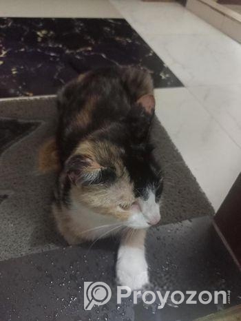 Cat for sale