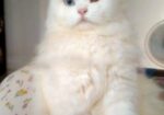 Odd Eye Pure Persian