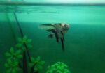 Aquarium For Sale