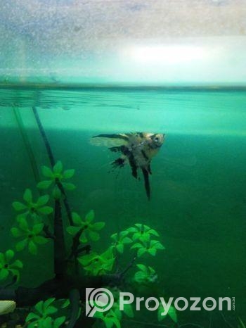Aquarium For Sale