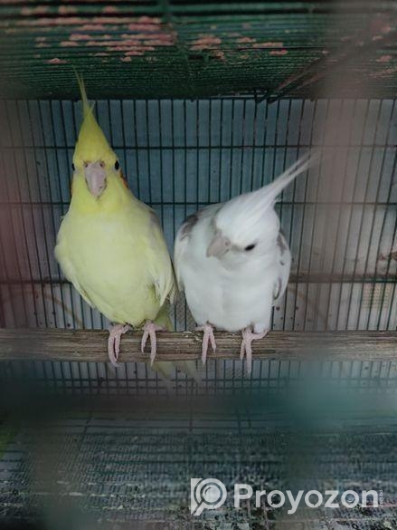 এক জোড়া ককাটেল হাতবদল হবে