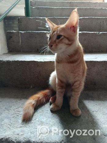Mixed Breed Cat