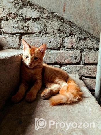 Mixed Breed Cat