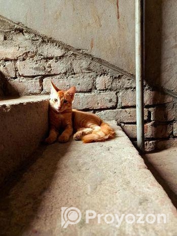 Mixed Breed Cat