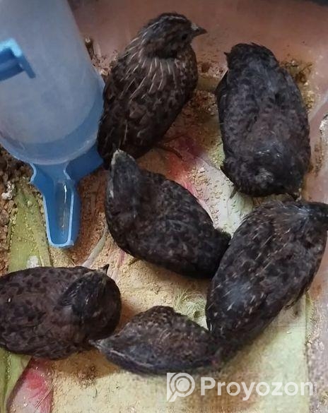 কিং কোয়েল বিক্রি হবে