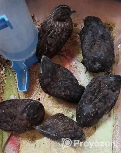 কিং কোয়েল বিক্রি হবে