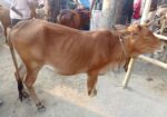 দেশি গরু
