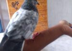 Tam Pijon