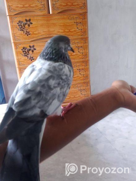 Tam Pijon