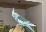 Cocatails Male White Face Gray