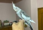 Cocatails Male White Face Gray