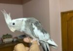 Cocatails Male White Face Gray