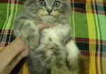 Persian Cat