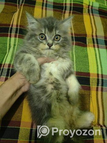 Persian Cat