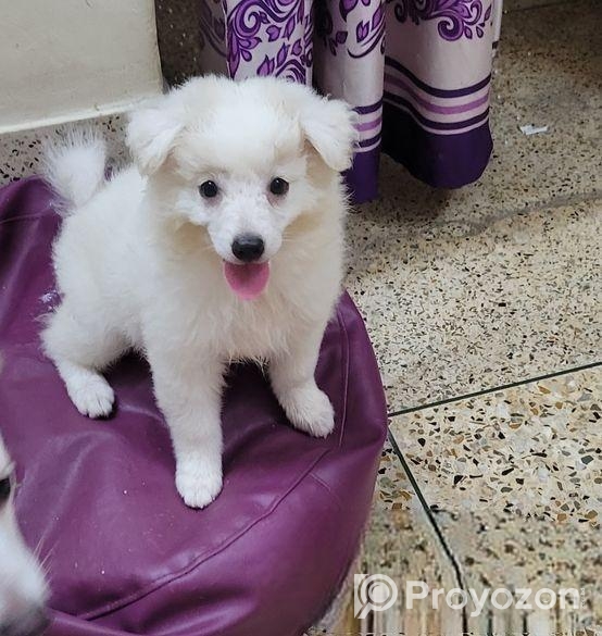 Dog sell